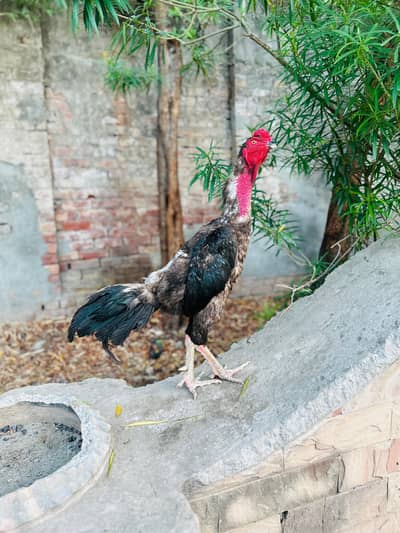 shamo  breed