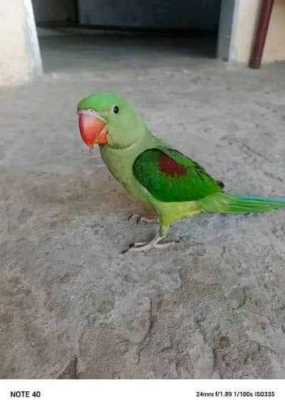 fully healthy and active jamboo size parrot