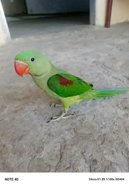 fully healthy and active jamboo size parrot — photo 2