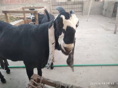 Doodh wali beetle bakri, beetle goat,
