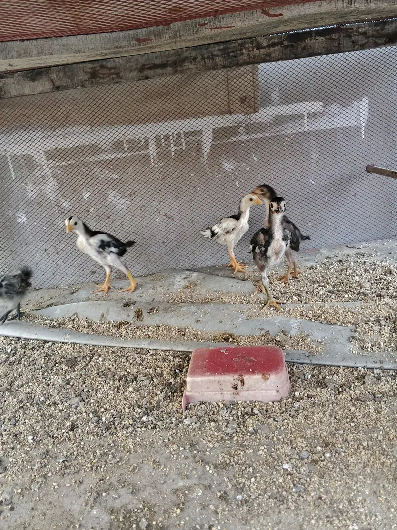 Dragon chicks