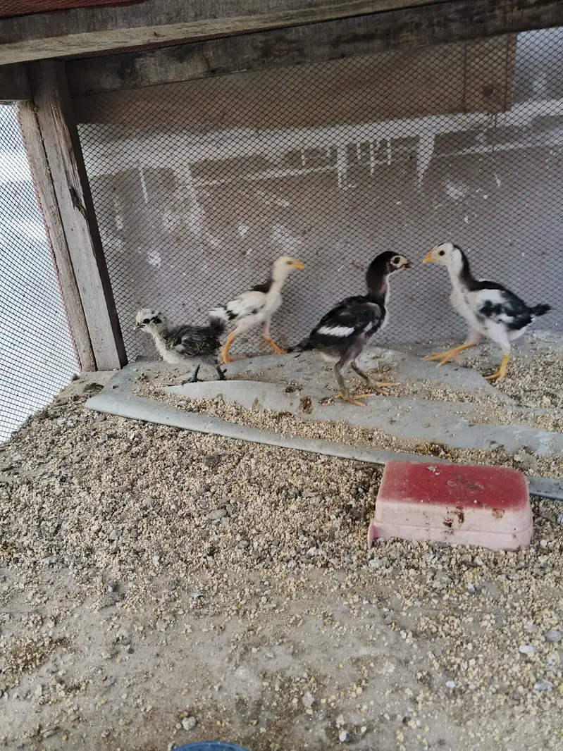 Dragon chicks — photo 2