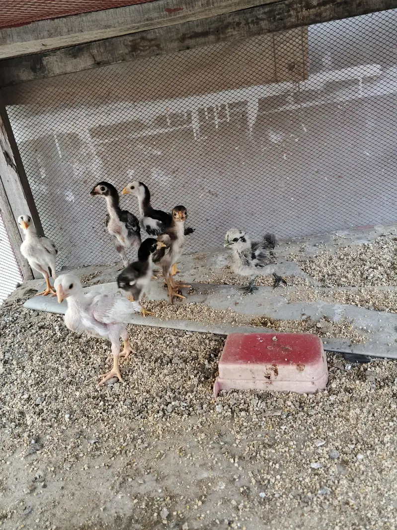 Dragon chicks — photo 3