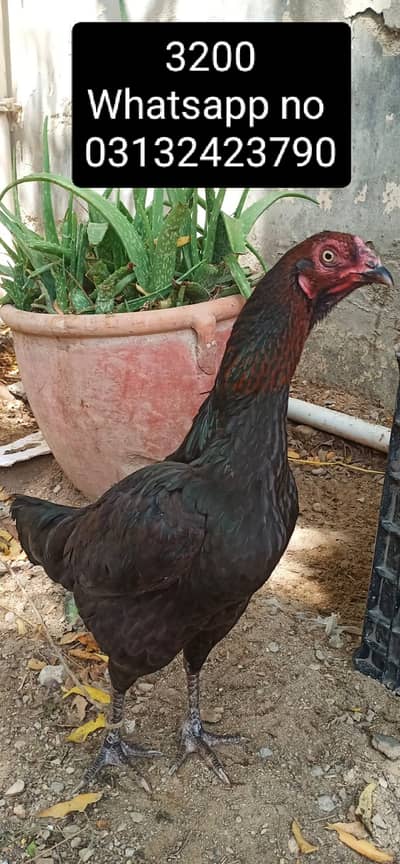 Aseel Murgai and Murgi