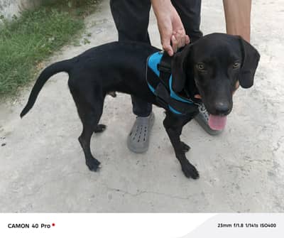 best dog for sale Black Short haired pointer