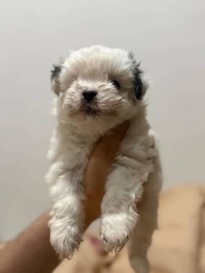 Shihtzu puppy for sale female