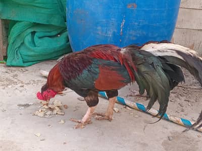 amroha zero size male