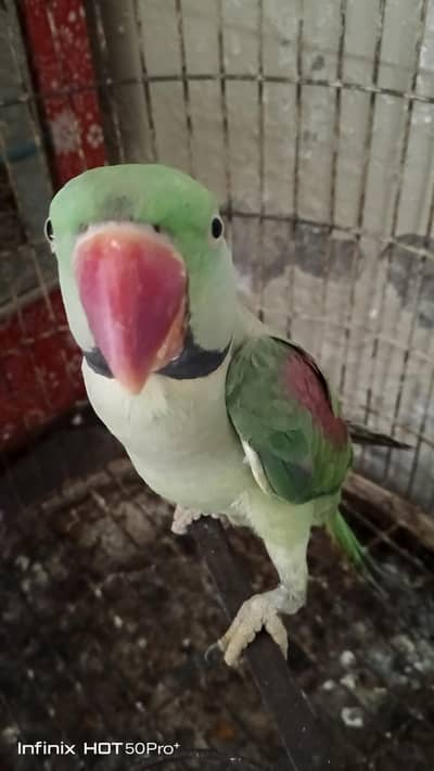 Talking raw male for sale