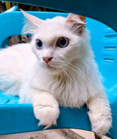 Persian cat 3 coat