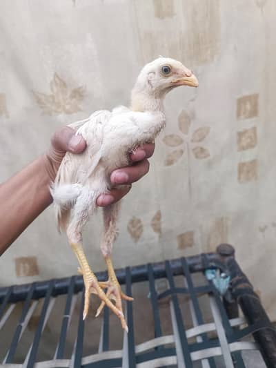 white shamo