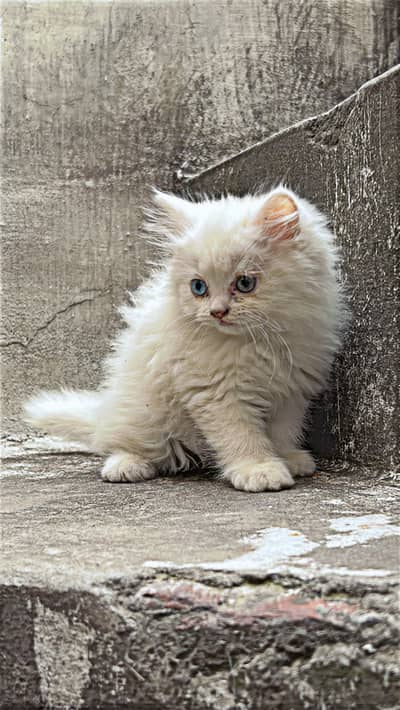 Odd eyes triple coat persian kitten sialkot