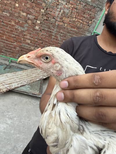 Sindhi Aseel Female for sale