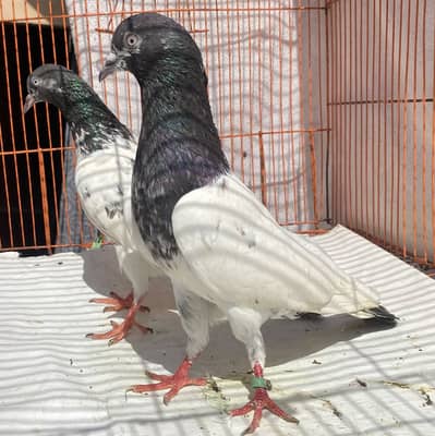 Tedy bredr pair avil