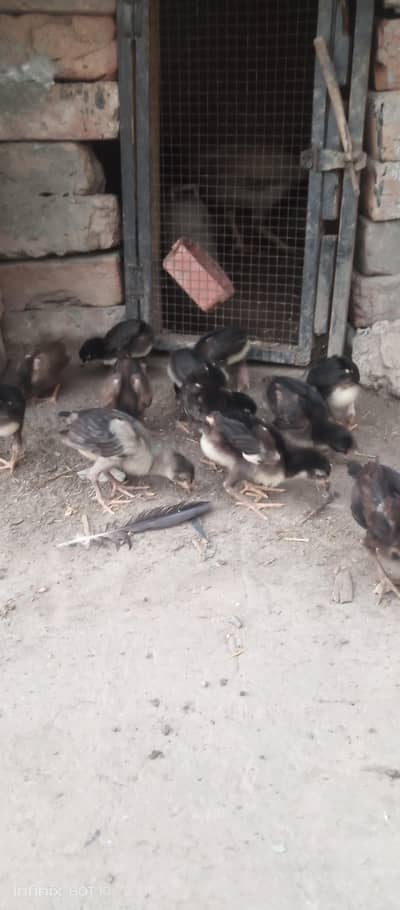 Thai Pakoya Chicks
