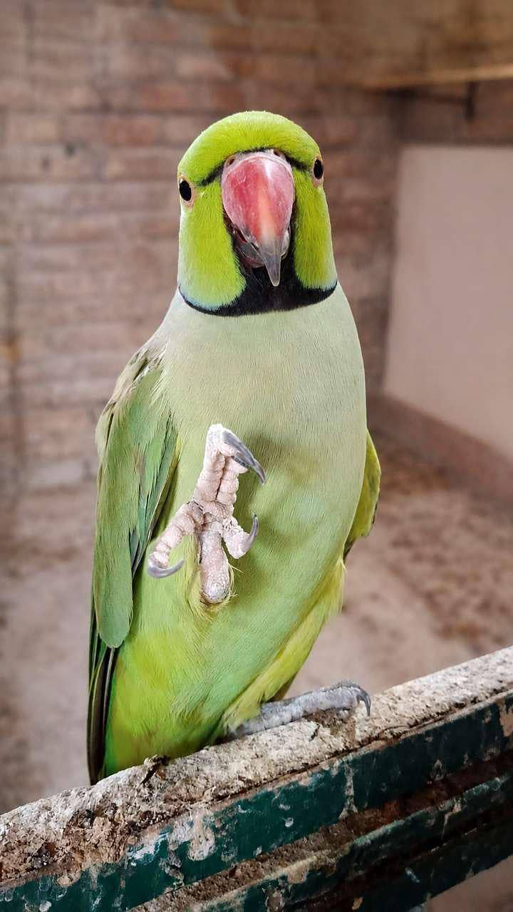 Ringneck 0