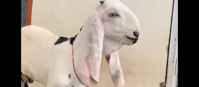 Top Quality faisalabadi beetal goat 2 kids age 3 months