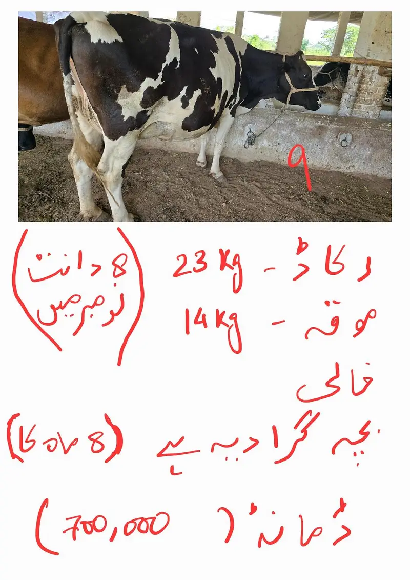Fresian Cholistani Cross | چولستانی گائے | Cow|  | گائے | Cow For sale — photo 2