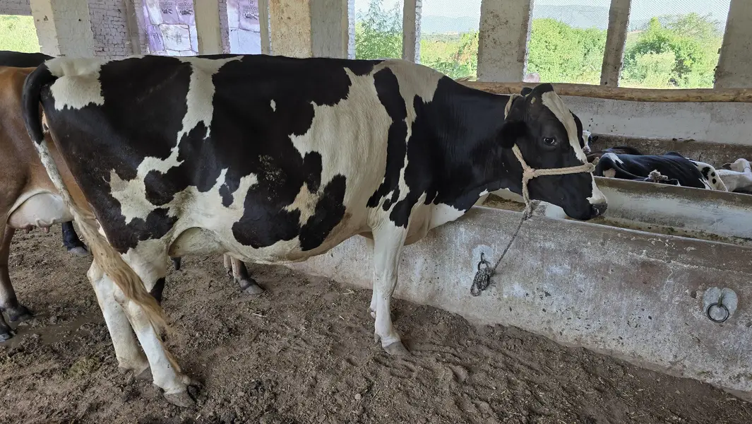 Fresian Cholistani Cross | چولستانی گائے | Cow|  | گائے | Cow For sale
