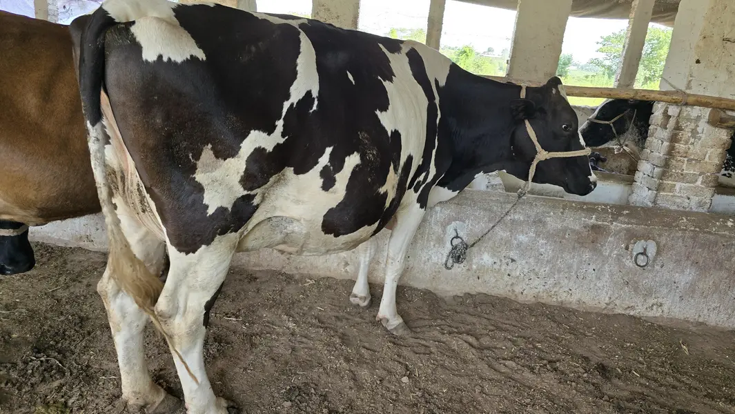 Fresian Cholistani Cross | چولستانی گائے | Cow|  | گائے | Cow For sale — photo 3