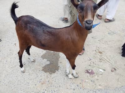 Bakra burbury nasal