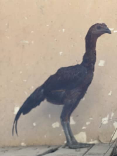 Pure Thai birds