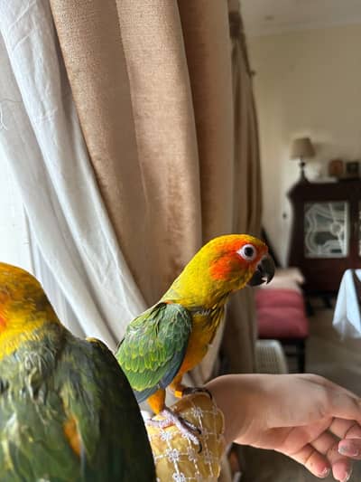 Hand tamed Sun conures chicks for sale