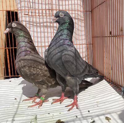 Indin surkha bredr pair avil