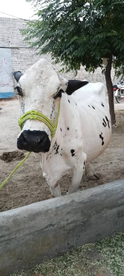 گاۓ براۓ فروخت بمہ بچھڑی- 2ماہ