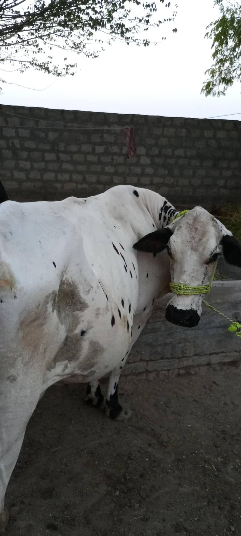 گاۓ براۓ فروخت بمہ بچھڑی- 2ماہ 2