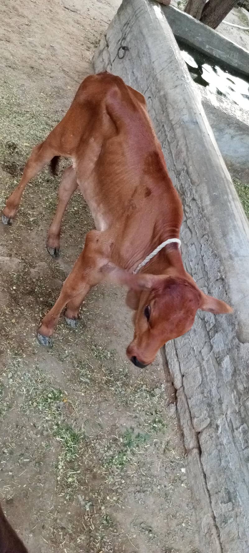 گاۓ براۓ فروخت بمہ بچھڑی- 2ماہ 4