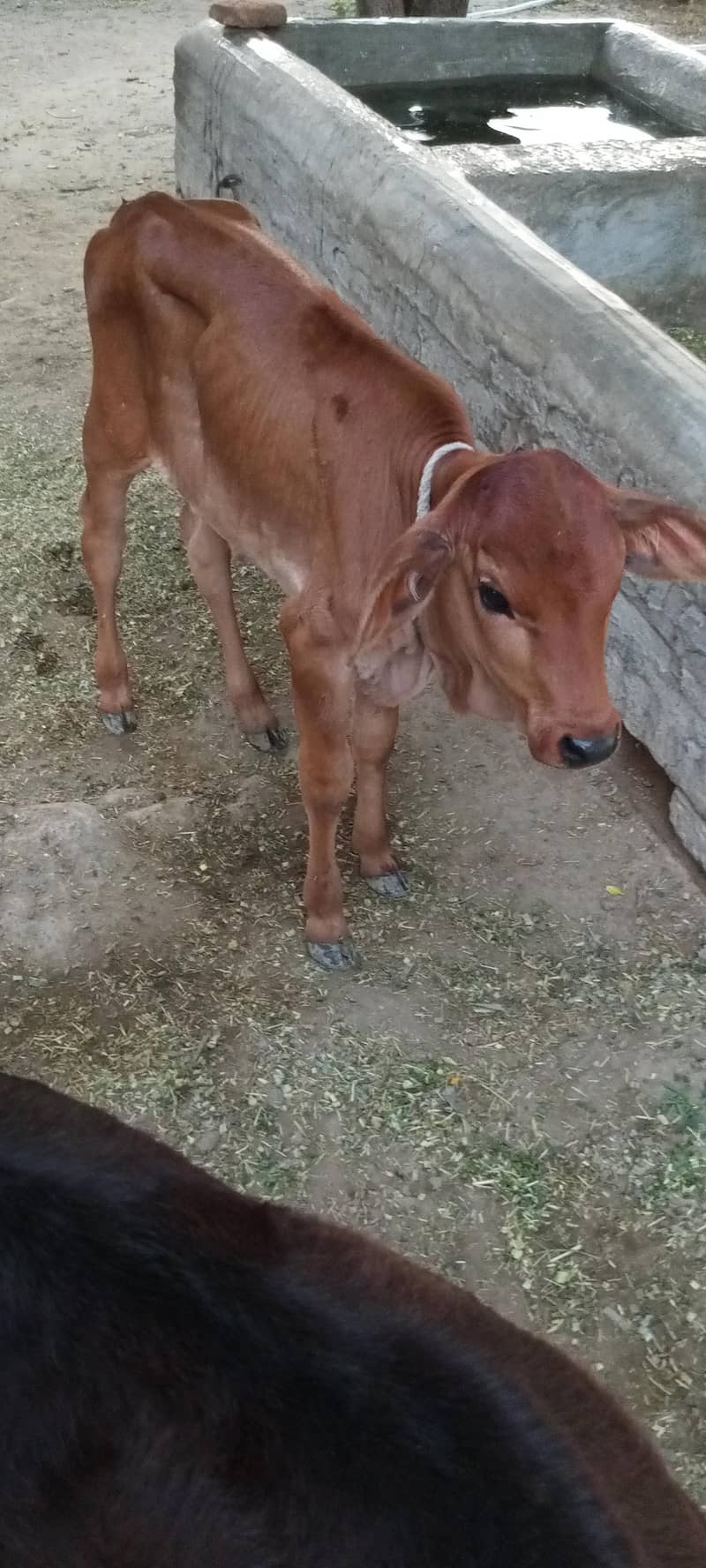 گاۓ براۓ فروخت بمہ بچھڑی- 2ماہ 5
