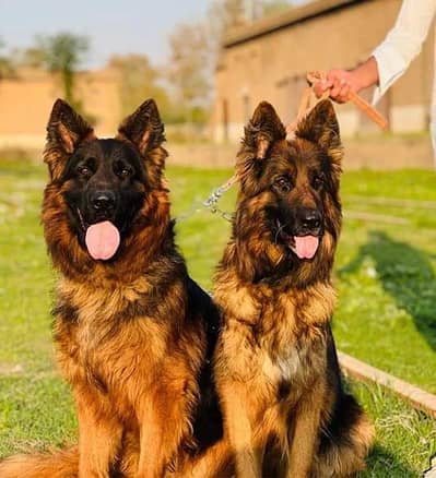 German Shepherd Puppy Available for sale