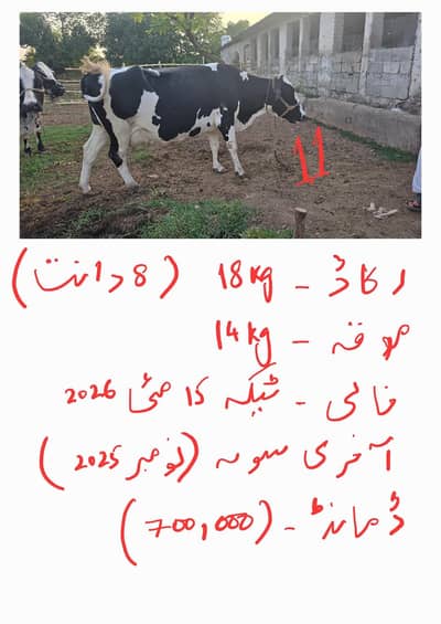 Fresian cholistani cross