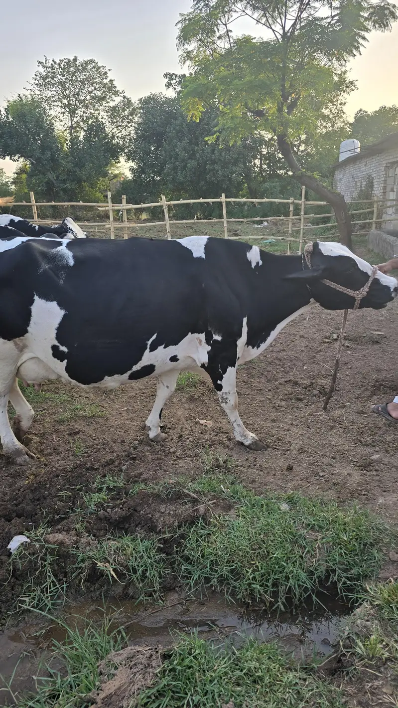 Fresian Cholistani Cross | چولستانی گائے | Cow| | گائے | Cow For sale — photo 3
