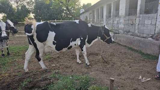Fresian Cholistani Cross | چولستانی گائے | Cow| | گائے | Cow For sale
