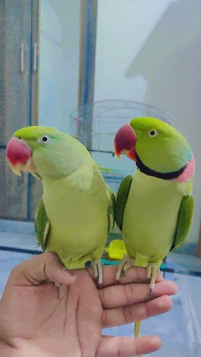 Talking Raw Parrots for sale