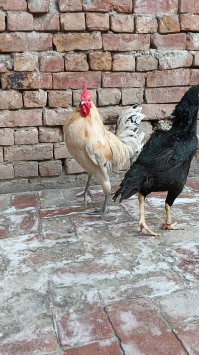 Hen & Rooster