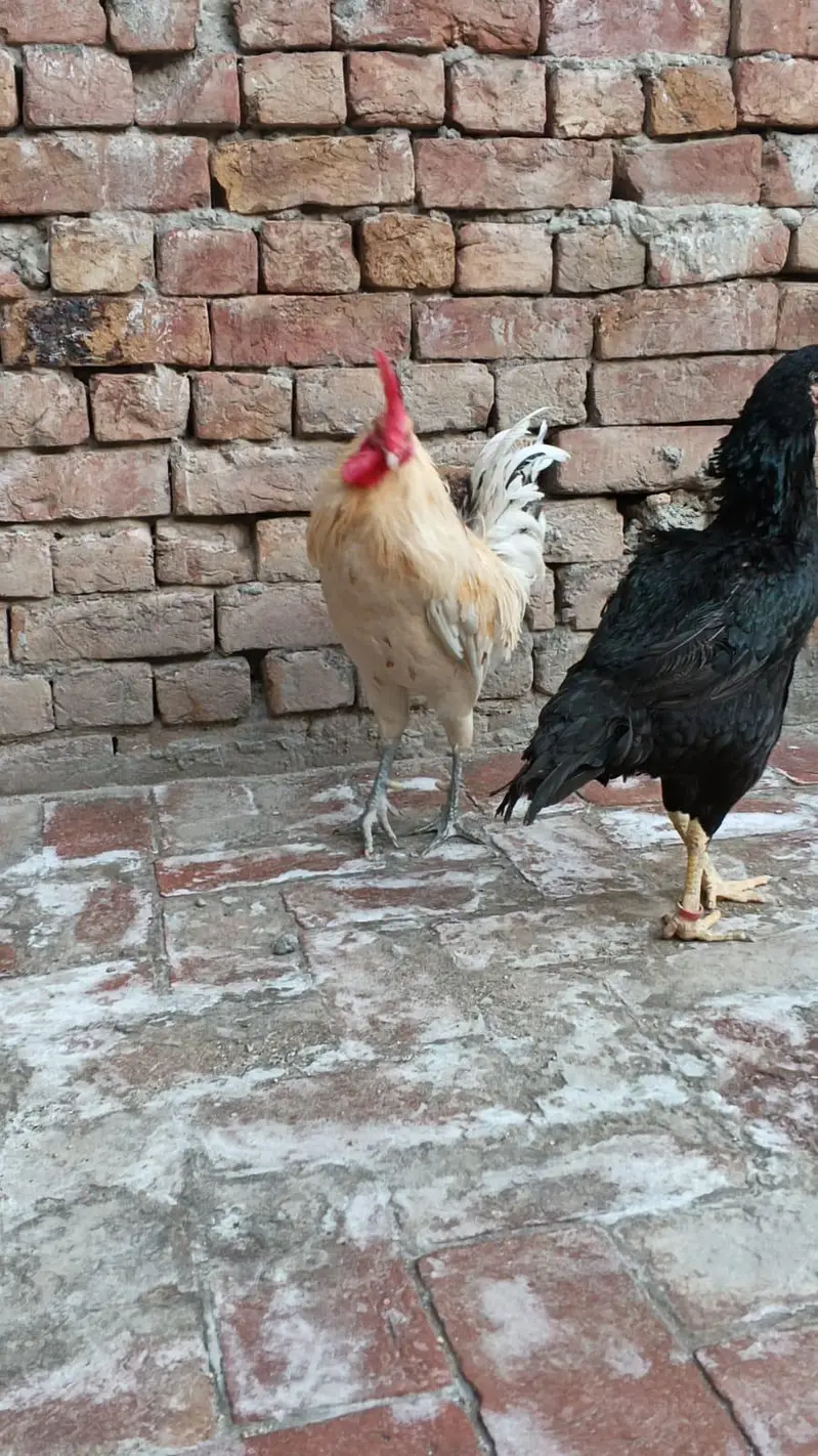Hen & Rooster — photo 2