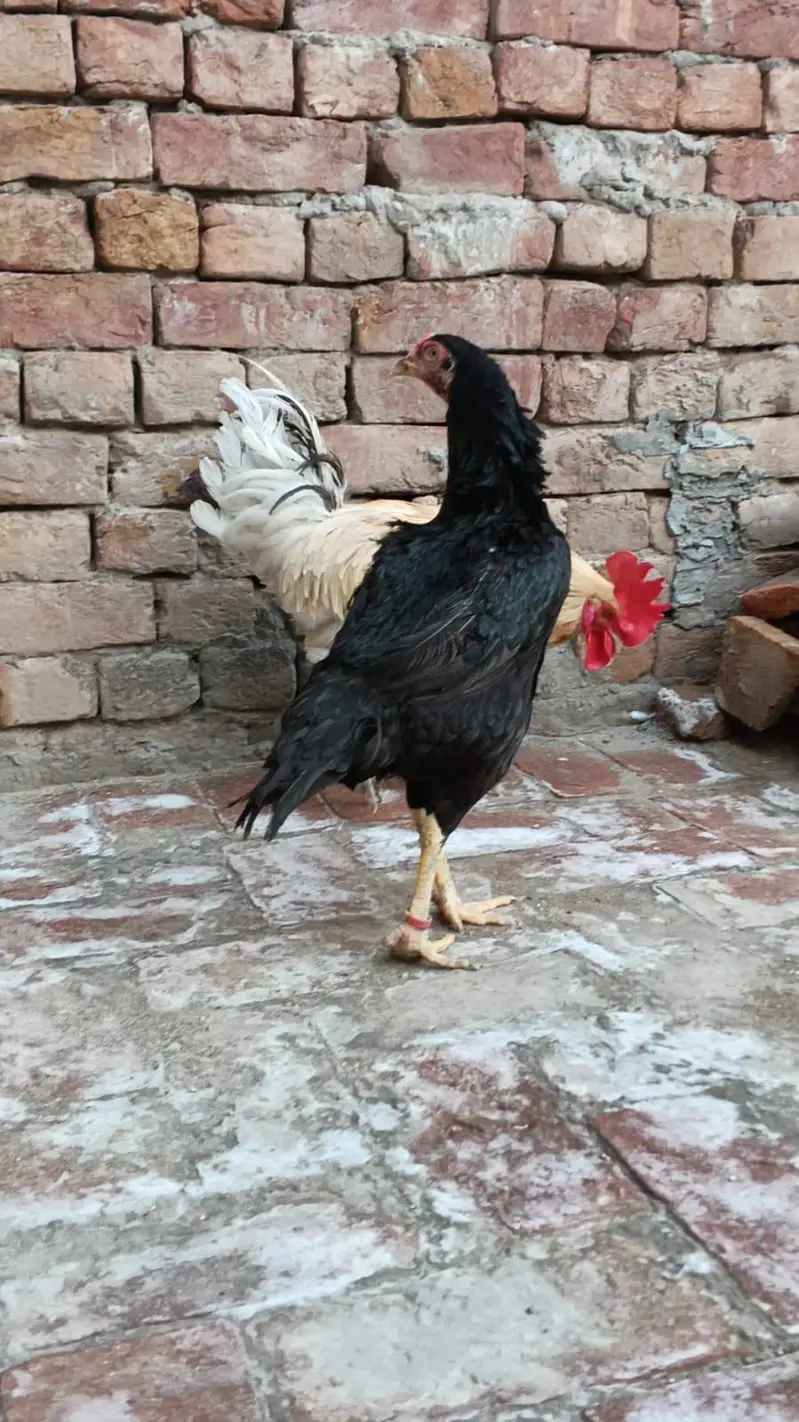 Hen & Rooster — photo 3