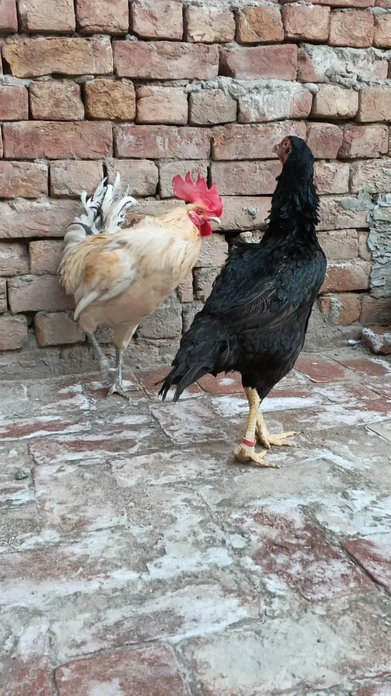 Hen & Rooster — photo 4