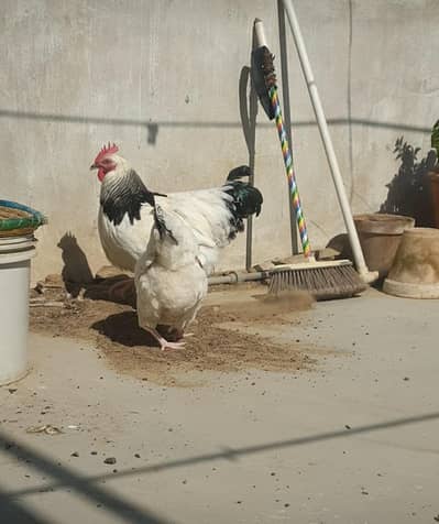 Light Sussex chicks