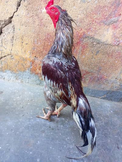 aseel birds