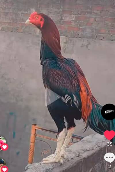 I want sell my aseel hen
