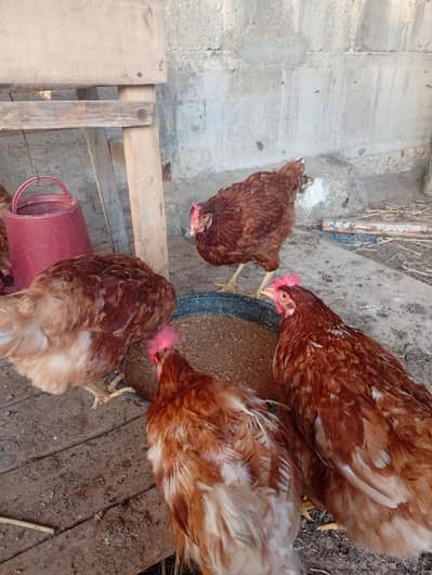 Lohman Brown Hen