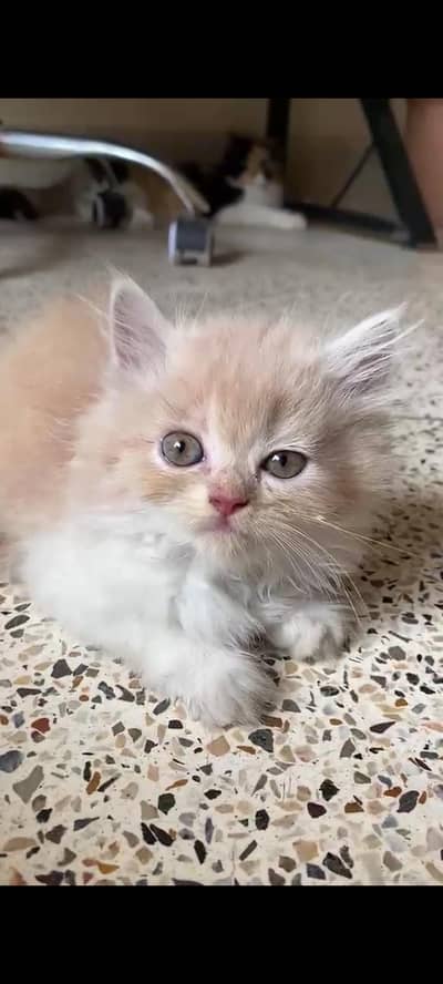 persian doll face kittens