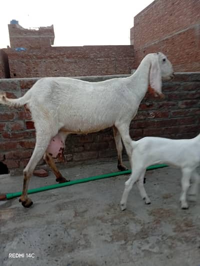 Rajan puri Bakri with 1 male 1 female for sale