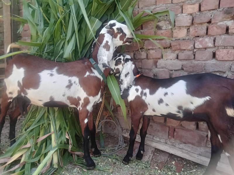 goats 0