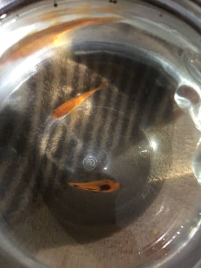 Gold fish