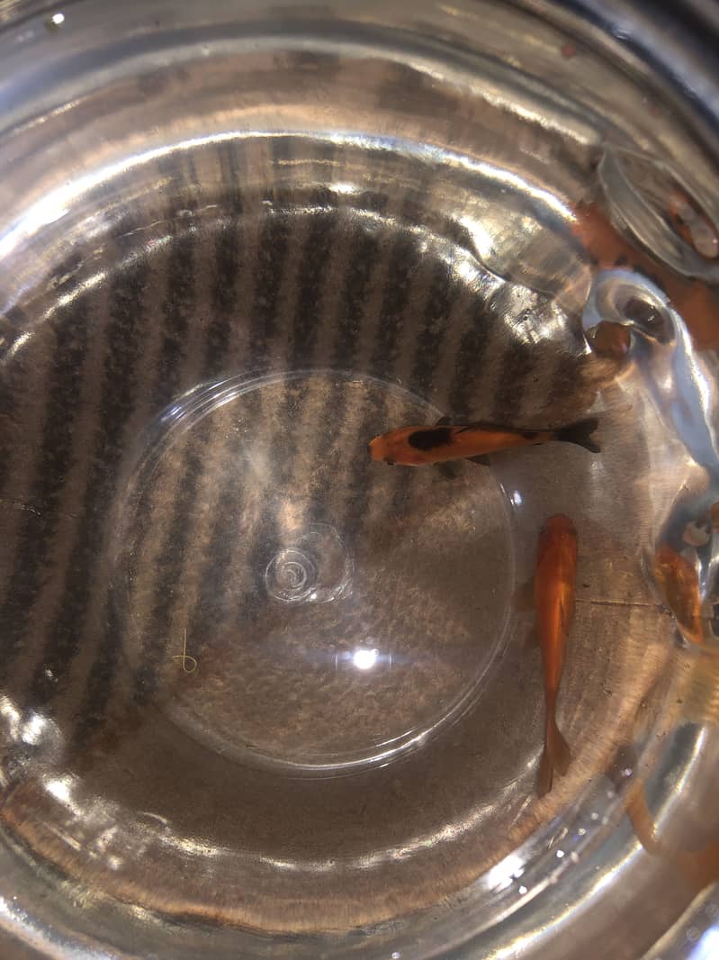 Gold fish 1