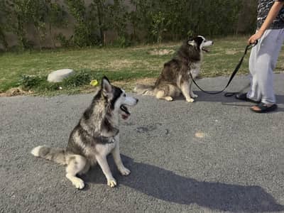 Healthy and friendly huskey young pair for sale